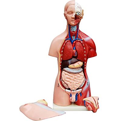 MedMod Anatomie Corps anatomique modèle torse homme femme avec organes 45 cm Unisexe, détaillé, en PVC, organes amovibles, modèle éducatif, école, université MedMod Anatomie Corps anatomique modèle torse homme femme avec organes 45 cm Unisexe, détaillé, en PVC, organes amovibles, modèle éducatif, école, université