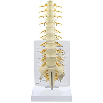 3B Scientific GPI Anatomicals Modèle 1510 sacrum T8 3B Scientific GPI Anatomicals Modèle 1510 sacrum T8