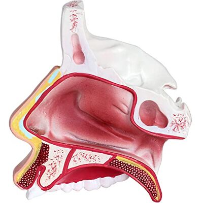 MedMod Modèle d'anatomie Modèle éducatif cavité nasale humaine Conchae nasale anatomique Modèle agrandi MedMod Modèle d'anatomie Modèle éducatif cavité nasale humaine Conchae nasale anatomique Modèle agrandi