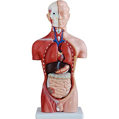 MedMod Anatomie Modèle Torso 45 cm, corps humain détaillé en PVC avec organes amovibles pour l'école, l'étude et l'entraînement anatomique, modèle éducatif MedMod Anatomie Modèle Torso 45 cm, corps humain détaillé en PVC avec organes amovibles pour l'école, l'étude et l'entraînement anatomique, modèle éducatif