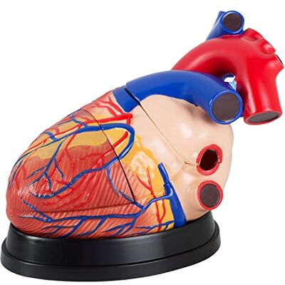 MedMod COEUR HUMAIN MODÈLE D'ENSEIGNEMENT IMMENSE 25CM 3 PIÈCES MedMod COEUR HUMAIN MODÈLE D'ENSEIGNEMENT IMMENSE 25CM 3 PIÈCES