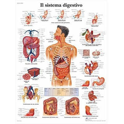 3B Scientific vr4422l le système digestif, 1 3B Scientific vr4422l le système digestif, 1
