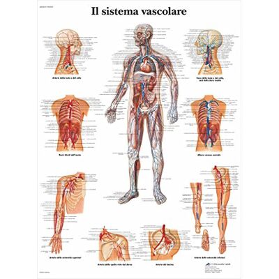 3B Scientific vr4353l le système vasculaire, 1 3B Scientific vr4353l le système vasculaire, 1