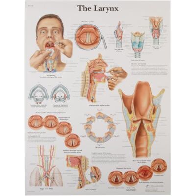 3B Scientific Anatomie humaine Larynx unlaminated 3B Scientific Anatomie humaine Larynx unlaminated