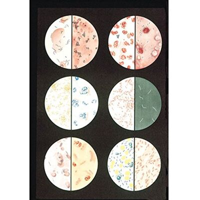 3B Scientific V2041M Planche Bactéries 3B Scientific V2041M Planche Bactéries