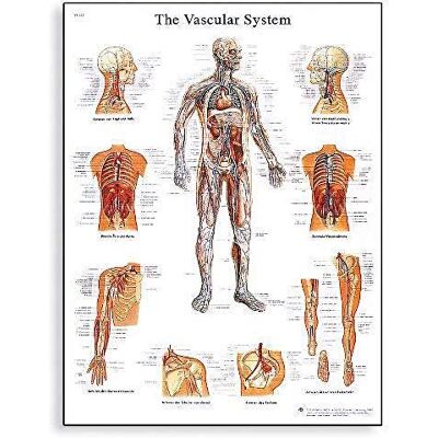 3B Scientific Anatomie humaine le système vasculaire 3B Scientific Anatomie humaine le système vasculaire