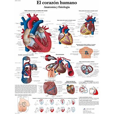 3B Scientific Anatomie et physiologie du cœur humain Impression sur papier, 1 3B Scientific Anatomie et physiologie du cœur humain Impression sur papier, 1