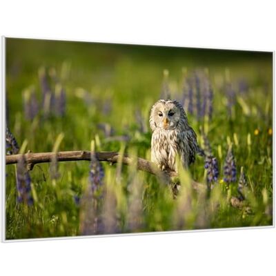 Wallario Poster de qualité supérieure Chouette dans la mer de fleurs Avec cadre blanc Dimensions : 61 x 91,5 cm Wallario Poster de qualité supérieure Chouette dans la mer de fleurs Avec cadre blanc Dimensions : 61 x 91,5 cm