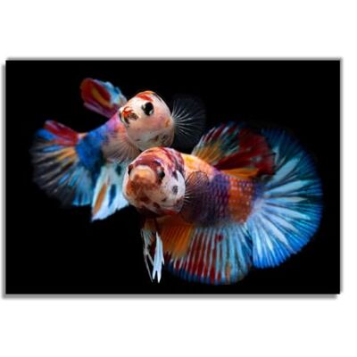 Wallario Poster Danse sous l'eau de qualité supérieure Dimensions : 70 x 100 cm (Poster Géant) Wallario Poster Danse sous l'eau de qualité supérieure Dimensions : 70 x 100 cm (Poster Géant)