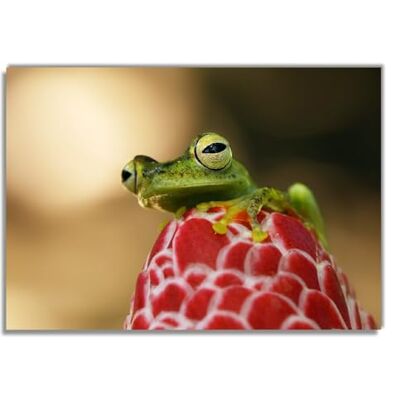 Wallario Poster autocollant – Grenouille assise sur un bourgeon, autocollant de qualité supérieure, film adhésif de qualité supérieure, dimensions : 70 x 100 cm (poster géant) Wallario Poster autocollant – Grenouille assise sur un bourgeon, autocollant de qualité supérieure, film adhésif de qualité supérieure, dimensions : 70 x 100 cm (poster géant)
