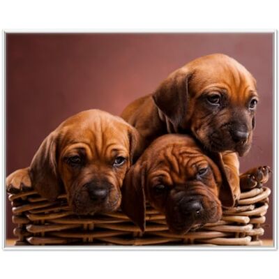 Wallario Tableau mural chiot dans un panier de qualité supérieure, poster avec cadre blanc, dimensions : 40 x 50 cm Wallario Tableau mural chiot dans un panier de qualité supérieure, poster avec cadre blanc, dimensions : 40 x 50 cm