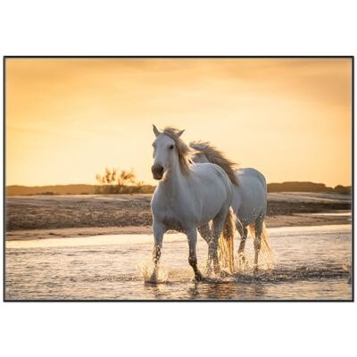 Wallario Poster chevaux dans la lumière du soir avec cadre noir de qualité supérieure 70 x 100 cm Wallario Poster chevaux dans la lumière du soir avec cadre noir de qualité supérieure 70 x 100 cm