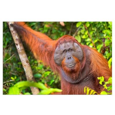 Wallario Poster autocollant Orang-outan dans la forêt tropicale Autocollant de qualité supérieure 61 x 91,5 cm (Maxiposter) Wallario Poster autocollant Orang-outan dans la forêt tropicale Autocollant de qualité supérieure 61 x 91,5 cm (Maxiposter)