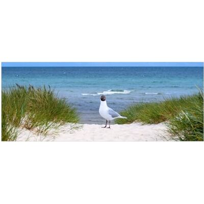 Wallario Poster autocollant Mouette sur la dune, autocollant de qualité supérieure, film adhésif Taille : 50 x 125 cm Wallario Poster autocollant Mouette sur la dune, autocollant de qualité supérieure, film adhésif Taille : 50 x 125 cm