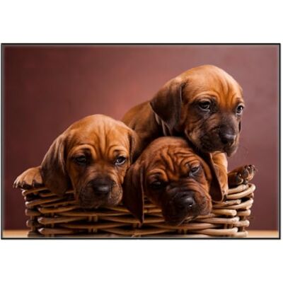 Wallario Tableau mural chiot dans un panier de qualité supérieure, poster avec cadre noir, dimensions : 70 x 100 cm Wallario Tableau mural chiot dans un panier de qualité supérieure, poster avec cadre noir, dimensions : 70 x 100 cm