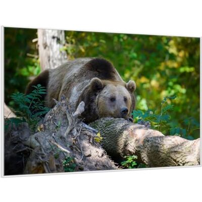 Wallario Affiche murale Ours dans la forêt avec cadre blanc de qualité supérieure 61 x 91,5 cm Wallario Affiche murale Ours dans la forêt avec cadre blanc de qualité supérieure 61 x 91,5 cm
