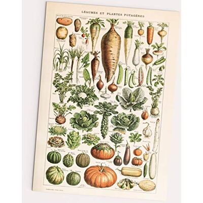 FOLLYGRAPH LÉGUMES et Plantes POTAGÈRES Affiche, Vintage Poster (A2) FOLLYGRAPH LÉGUMES et Plantes POTAGÈRES Affiche, Vintage Poster (A2)