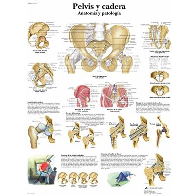 3B Scientific VR3172UU imprimé sur papier, Pelvis et hanches, Anatomie et pathologie 3B Scientific VR3172UU imprimé sur papier, Pelvis et hanches, Anatomie et pathologie