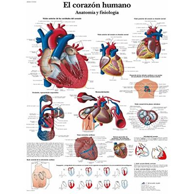 3B Scientific Anatomie et physiologie du cœur humain Impression sur papier, 1 3B Scientific Anatomie et physiologie du cœur humain Impression sur papier, 1