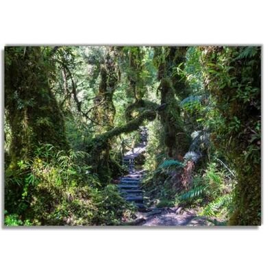 Wallario Poster Chemin à travers la forêt de mousse de qualité supérieure Dimensions : 70 x 100 cm (poster géant) Wallario Poster Chemin à travers la forêt de mousse de qualité supérieure Dimensions : 70 x 100 cm (poster géant)