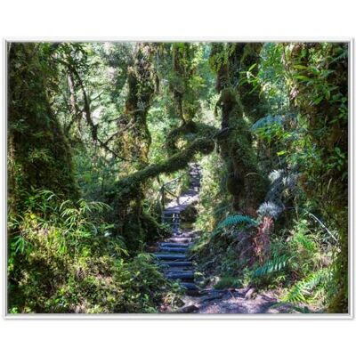 Wallario Poster de qualité supérieure Chemin à travers la forêt de mousse Avec cadre blanc Dimensions : 40 x 50 cm Wallario Poster de qualité supérieure Chemin à travers la forêt de mousse Avec cadre blanc Dimensions : 40 x 50 cm