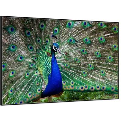 Wallario Poster Paon coloré de qualité supérieure avec cadre noir, dimensions : 61 x 91,5 cm Wallario Poster Paon coloré de qualité supérieure avec cadre noir, dimensions : 61 x 91,5 cm