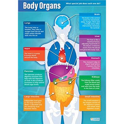 Daydream Education Organes corporels Affiches scientifiques Papier brillant laminé mesurant 850 mm x 594 mm (A1) Tableaux scientifiques pour la salle de classe Tableaux éducatifs Daydream Education Organes corporels Affiches scientifiques Papier brillant laminé mesurant 850 mm x 594 mm (A1) Tableaux scientifiques pour la salle de classe Tableaux éducatifs