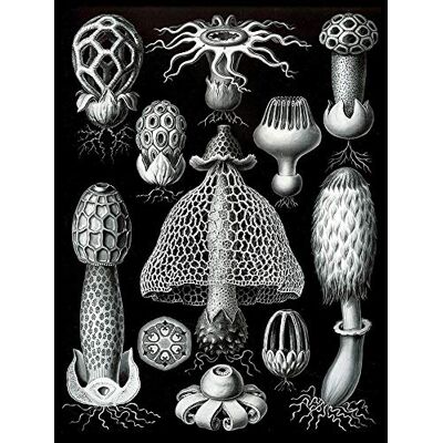 Wee Blue Coo Nature Ernst Haeckel Gus Champignon Toadstool Biologie Allemagne Art Print Poster Décoration murale 30,5 x 40,6 cm Wee Blue Coo Nature Ernst Haeckel Gus Champignon Toadstool Biologie Allemagne Art Print Poster Décoration murale 30,5 x 40,6 cm