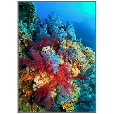 Wallario Tableau mural Récif de corail coloré de qualité supérieure Poster avec cadre noir 70 x 100 cm Wallario Tableau mural Récif de corail coloré de qualité supérieure Poster avec cadre noir 70 x 100 cm