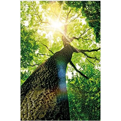 Wallario Poster Arbre à feuilles caduques de la perspective grenouille de qualité supérieure Dimensions : 61 x 91,5 cm (Maxiposter) Wallario Poster Arbre à feuilles caduques de la perspective grenouille de qualité supérieure Dimensions : 61 x 91,5 cm (Maxiposter)
