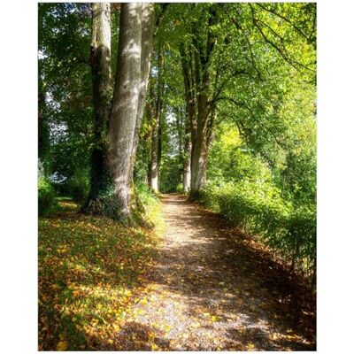 Wallario Poster Chemin au soleil de qualité supérieure, taille : 40 x 50 cm Wallario Poster Chemin au soleil de qualité supérieure, taille : 40 x 50 cm