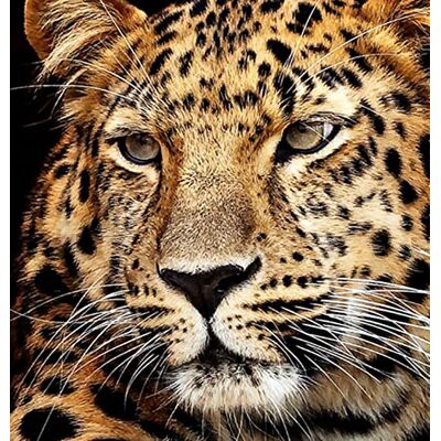 Pracht Creatives Hobby Diamond Painting Set, tableau avec motif tête de jaguar et accessoires, taille env. 25 x 35 cm, set de bricolage pour peindre avec des pierres scintillantes pour les enfants à partir de 5 ans Pracht Creatives Hobby Diamond Painting Set, tableau avec motif tête de jaguar et accessoires, taille env. 25 x 35 cm, set de bricolage pour peindre avec des pierres scintillantes pour les enfants à partir de 5 ans