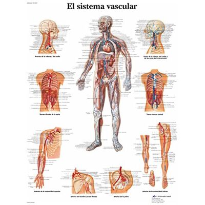 3B Scientific VR3353L Imprimé sur papier, le système vasculaire 3B Scientific VR3353L Imprimé sur papier, le système vasculaire