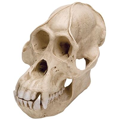 3B Scientific VP761/1 Crâne d'un orang-outang (Pongopygmaeus), mâle, réplique 3B Scientific VP761/1 Crâne d'un orang-outang (Pongopygmaeus), mâle, réplique