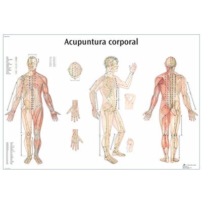 3B Scientific Imprimé en Papier, acupuncture corporelle, 1 3B Scientific Imprimé en Papier, acupuncture corporelle, 1