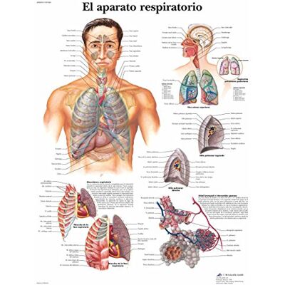 3B Scientific VR3322UU imprimé sur papier, le dispositif Respiratoire 3B Scientific VR3322UU imprimé sur papier, le dispositif Respiratoire