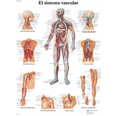 3B Scientific VR3353UU Imprimé sur papier, le système vasculaire 3B Scientific VR3353UU Imprimé sur papier, le système vasculaire