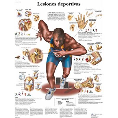 3B Scientific VR3188UU Imprimé sur papier, blessures sportives 3B Scientific VR3188UU Imprimé sur papier, blessures sportives