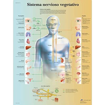 3B Scientific Imprimé en Papier, système nerveux vegetativo, 1 3B Scientific Imprimé en Papier, système nerveux vegetativo, 1