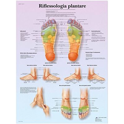 3B Scientific VR4810UU Réflexologie plantaire 3B Scientific VR4810UU Réflexologie plantaire