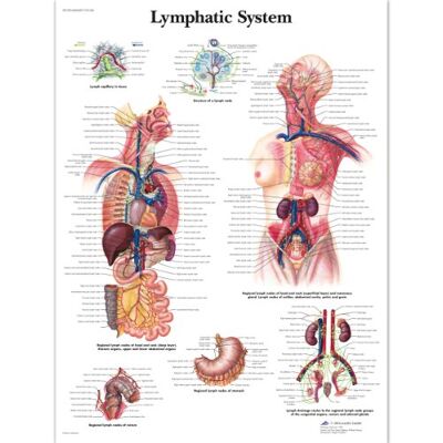 3B Scientific 1001540 Anatomie humaine Tableau du système lymphatique Version plastifiée 3B Scientific 1001540 Anatomie humaine Tableau du système lymphatique Version plastifiée