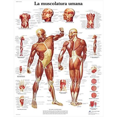 3B Scientific vr4118l la musculature, 1 3B Scientific vr4118l la musculature, 1