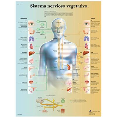 3B Scientific VR3610UU imprimé sur papier, système nerveux végétatif 3B Scientific VR3610UU imprimé sur papier, système nerveux végétatif