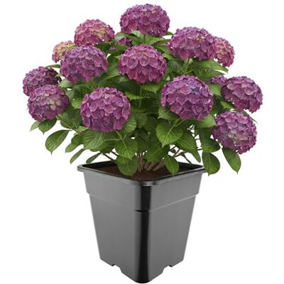 Garronda Pot de Fleur Carré Haut Plastique 33 × H 34 cm (25L) Godet Semis Pot Culture Profond Drainage Résistant Intempéries pour Plantes Pépinière Jardin Serre Intérieur Extérieur GD-0201 Garronda Pot de Fleur Carré Haut Plastique 33 × H 34 cm (25L) Godet Semis Pot Culture Profond Drainage Résistant Intempéries pour Plantes Pépinière Jardin Serre Intérieur Extérieur GD-0201