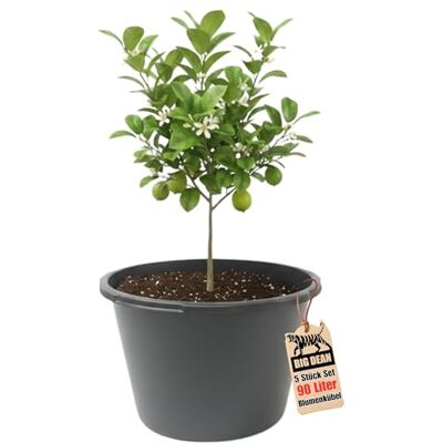 BigDean Bac à fleurs XXL 90 l Hauteur 43 cm Diamètre 63 cm Fabriqué en Europe BigDean Bac à fleurs XXL 90 l Hauteur 43 cm Diamètre 63 cm Fabriqué en Europe