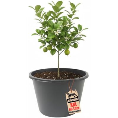 BigDean Pot de fleurs XXL 90 l Hauteur : 43 cm Diamètre : 63 cm Fabriqué en Europe BigDean Pot de fleurs XXL 90 l Hauteur : 43 cm Diamètre : 63 cm Fabriqué en Europe