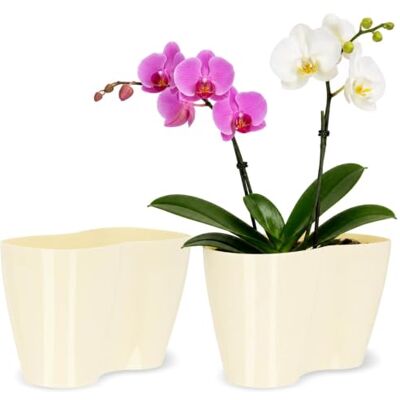 KADAX pot de fleurs pour intérieur Orchidées Plante, rebord de fenêtre 23,5 x 12 cm Crème KADAX pot de fleurs pour intérieur Orchidées Plante, rebord de fenêtre 23,5 x 12 cm Crème