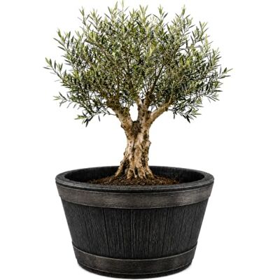 BigDean Tonneau à vin en chêne XL 90 l Jardinière 63 x 38 cm Mini bassin Mini bassin en plastique pour bassin de jardin, réplique d'un diamètre de 63 cm, hauteur de 38 cm, environ 90 litres BigDean Tonneau à vin en chêne XL 90 l Jardinière 63 x 38 cm Mini bassin Mini bassin en plastique pour bassin de jardin, réplique d'un diamètre de 63 cm, hauteur de 38 cm, environ 90 litres