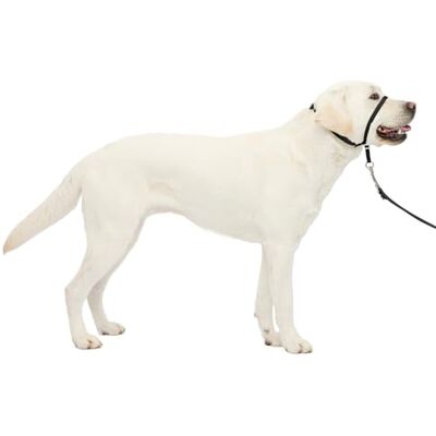 PetSafe Gentle Leader Collier anti-traction pour chien, Redirige les tractions de votre chien pour faciliter les promenades Vous aide à reprendre le contrôle Taille L, noir PetSafe Gentle Leader Collier anti-traction pour chien, Redirige les tractions de votre chien pour faciliter les promenades Vous aide à reprendre le contrôle Taille L, noir