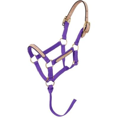 Tough 1 Licol miniature en nylon Violet Taille S Tough 1 Licol miniature en nylon Violet Taille S
